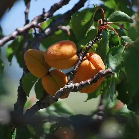 Oda ve Kahvaltı Bastide La Guerine *