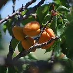 Bed & Breakfast Bastide La Guerine *